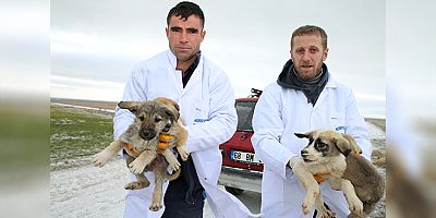 Aksaray Belediyesi Ölüme Terk Edilen Yavru Köpeklere Sahip Çıktı