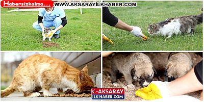 Aksaray Belediyesi Sokak Hayvanları İçin Doğaya Yem ve Mama Bıraktı